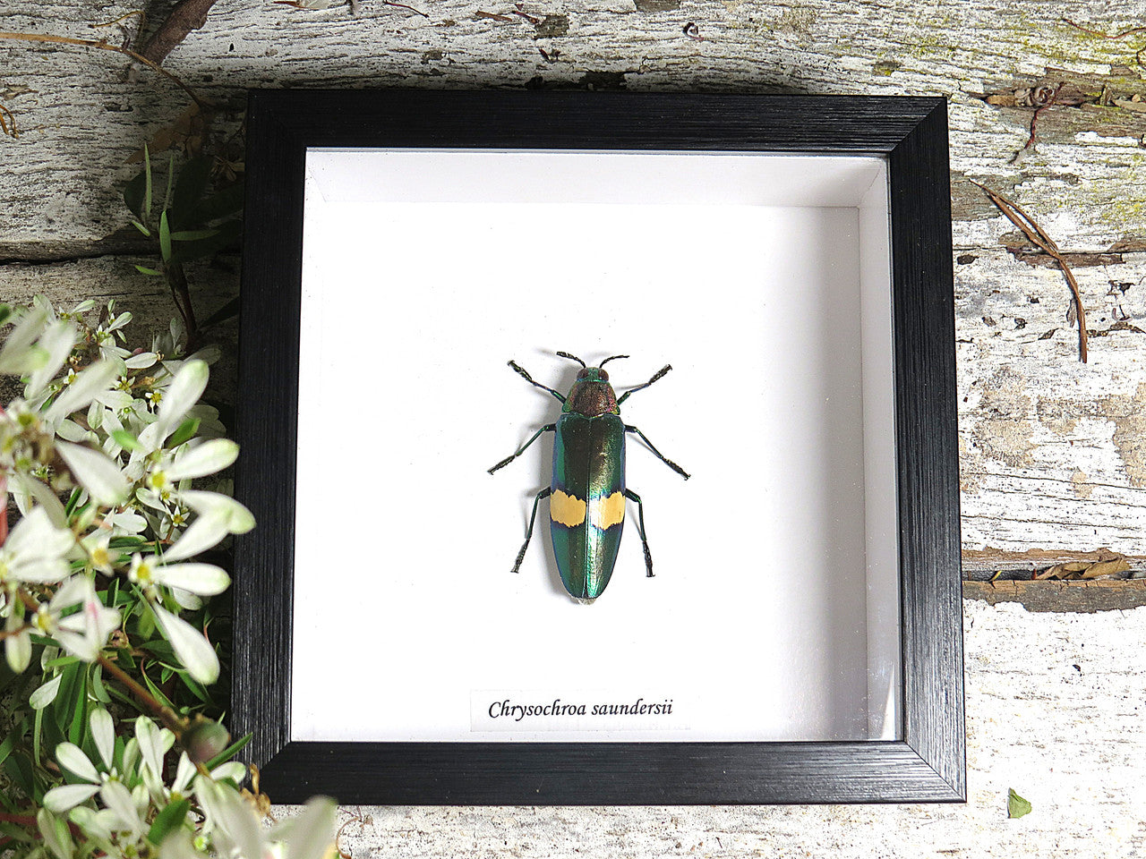Chrysochroa saundersii 