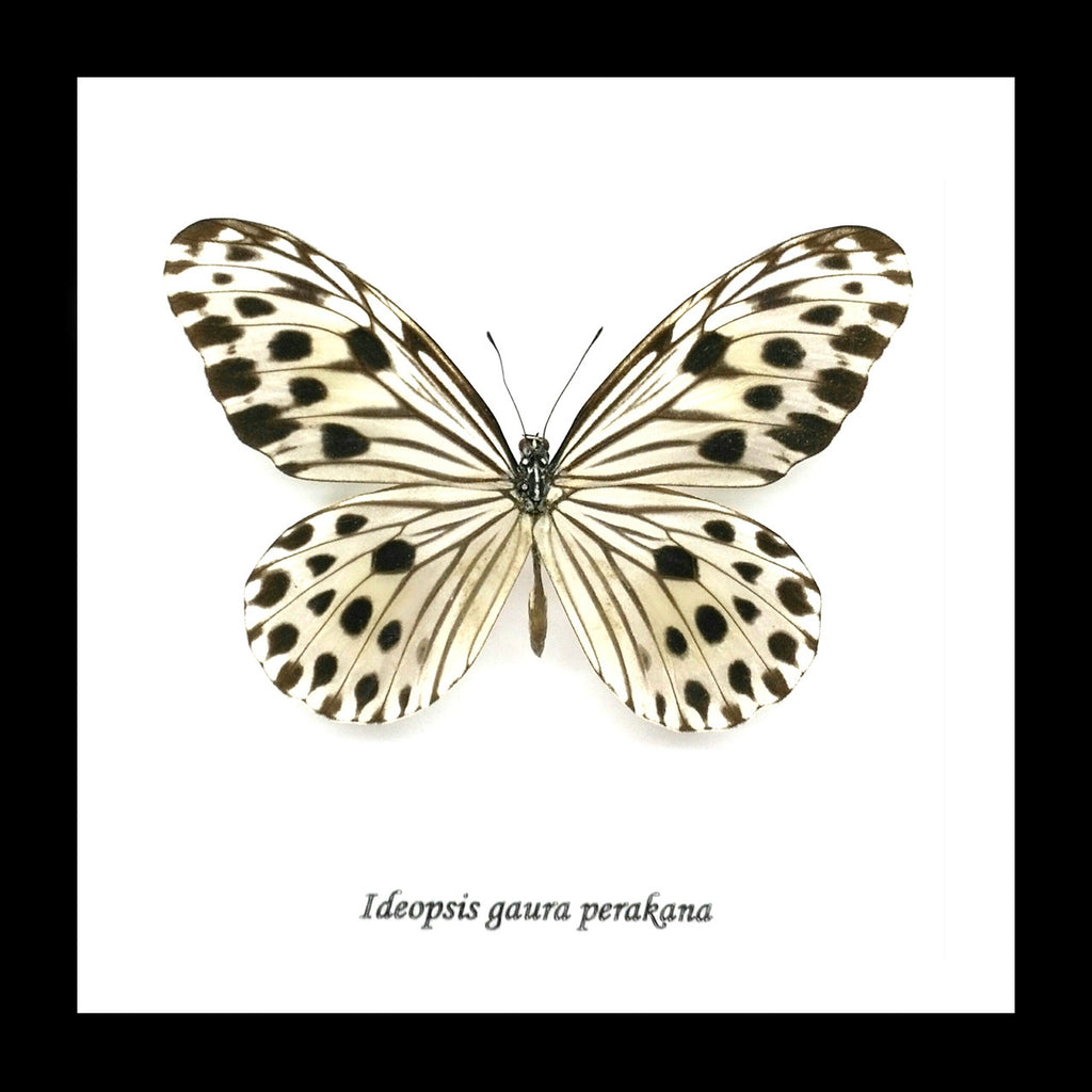  Butterfly Ideopsis gaura perakana Bits & Bugs
