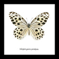  Butterfly Ideopsis gaura perakana Bits & Bugs
