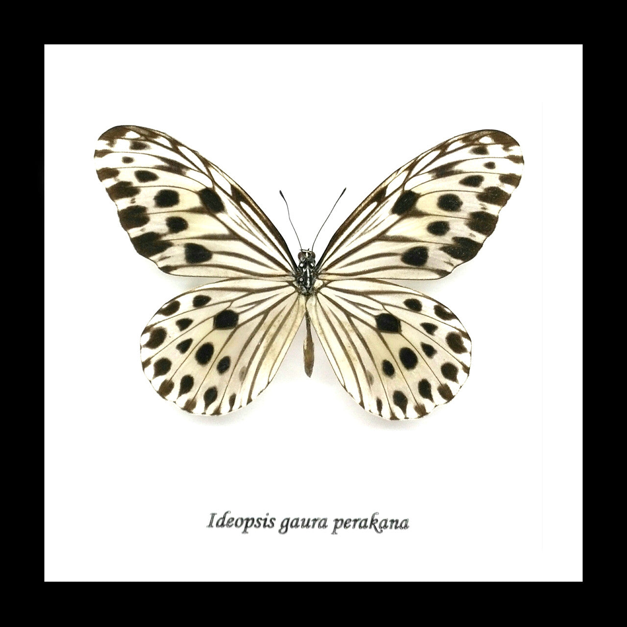  Butterfly Ideopsis gaura perakana Bits & Bugs