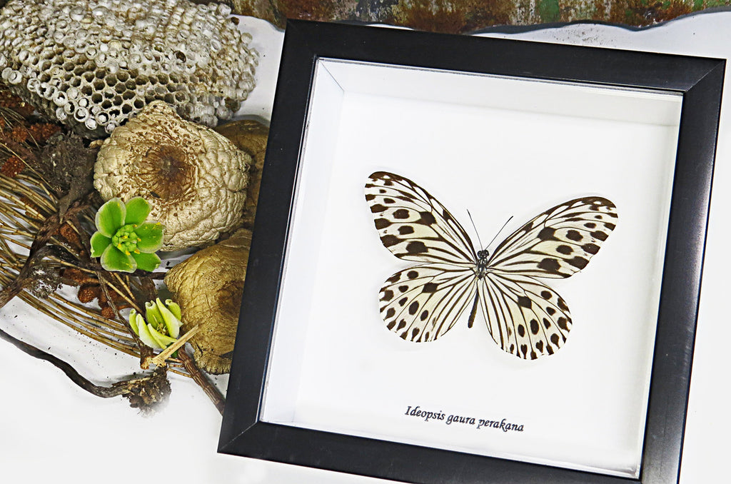  Butterfly Ideopsis gaura perakana Bits & Bugs