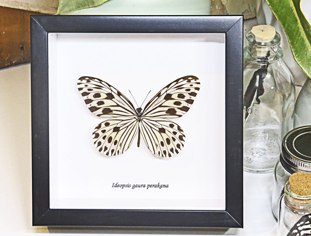  Butterfly Ideopsis gaura perakana Bits & Bugs