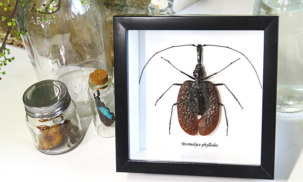 Violin beetle Mormolyce phyllodes real insect Bits and Bugs