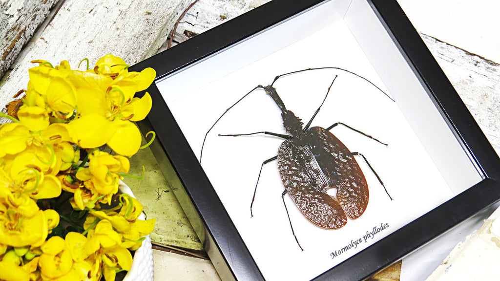 Violin beetle Mormolyce phyllodes real insect Bits and Bugs