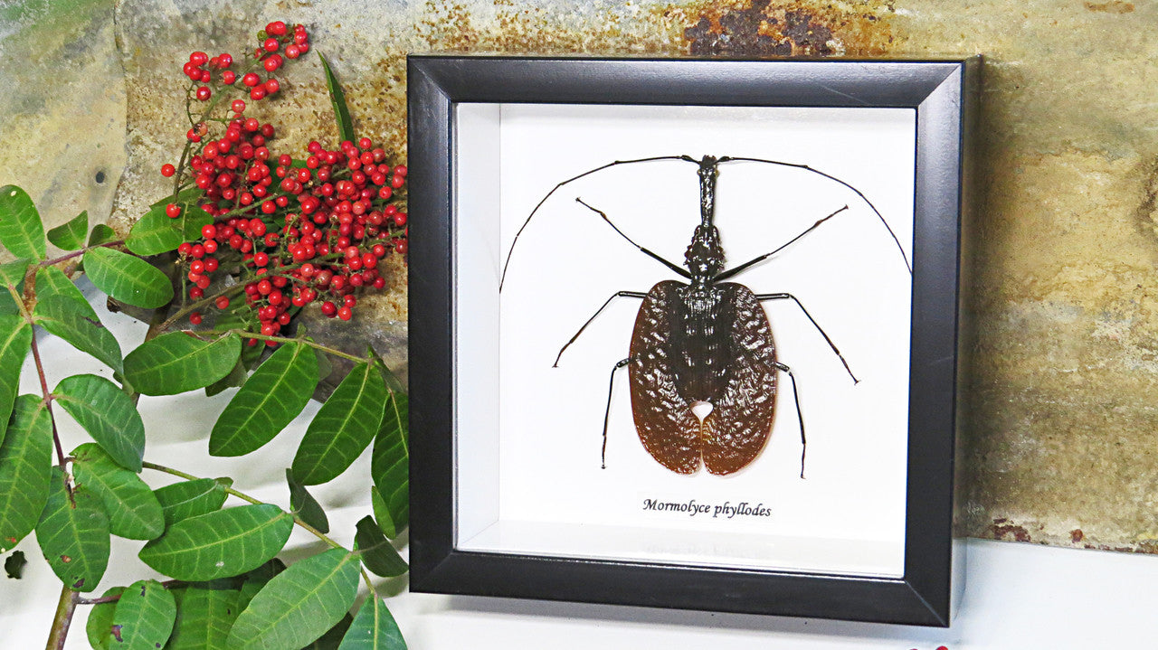 Violin beetle Mormolyce phyllodes real insect Bits and Bugs