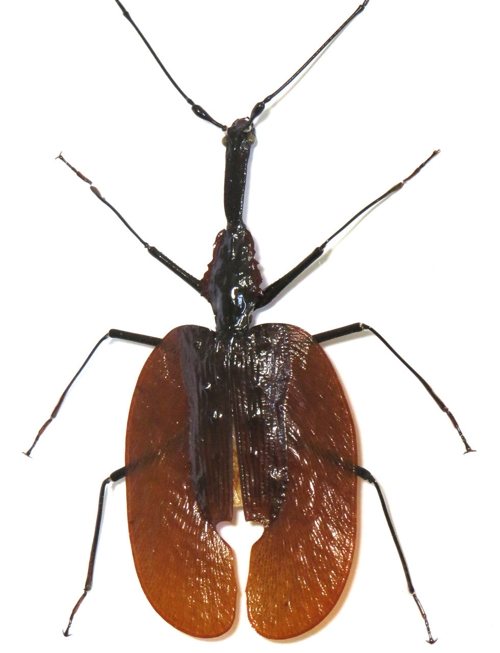 Violin beetle Mormolyce phyllodes real insect Bits and Bugs