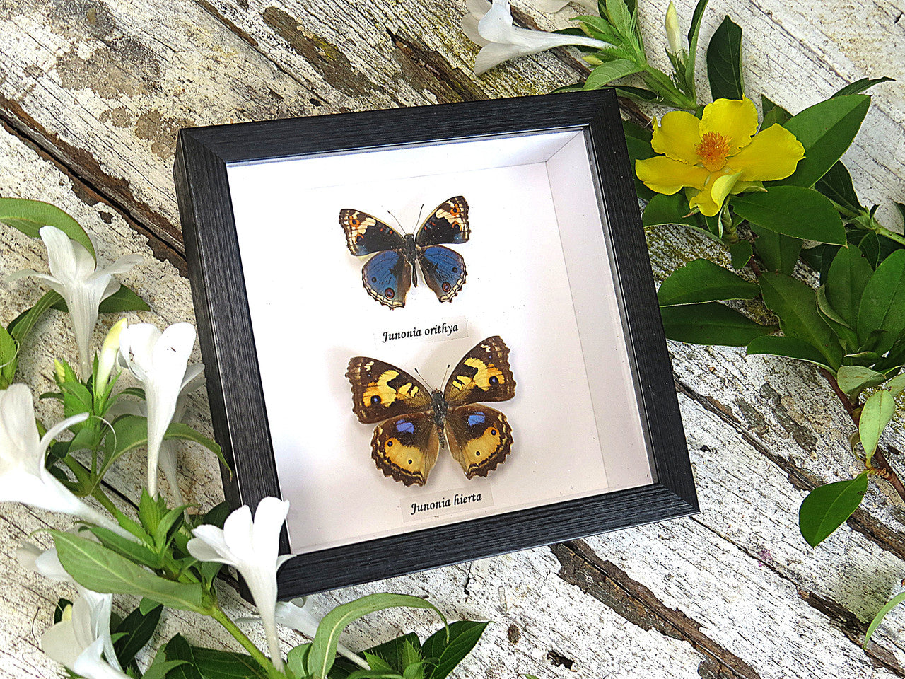  Junonia orithya + Junonia hierta 