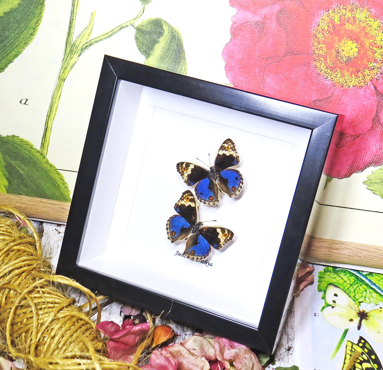 Junonia orithya