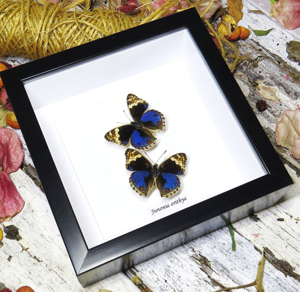 Junonia orithya