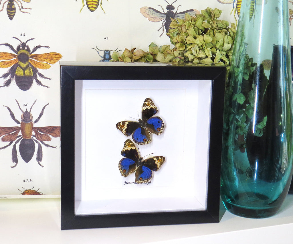 Junonia orithya