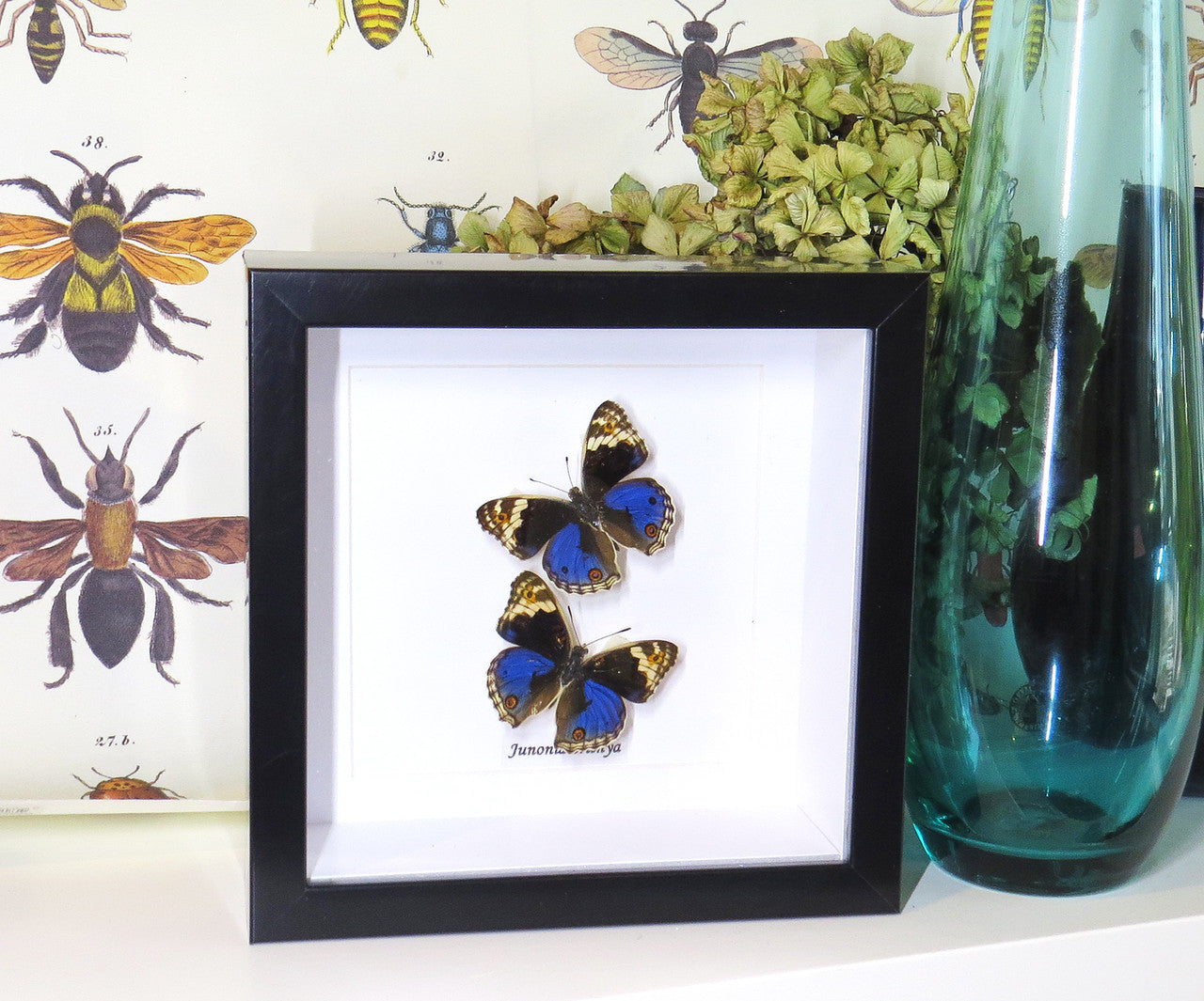 Junonia orithya