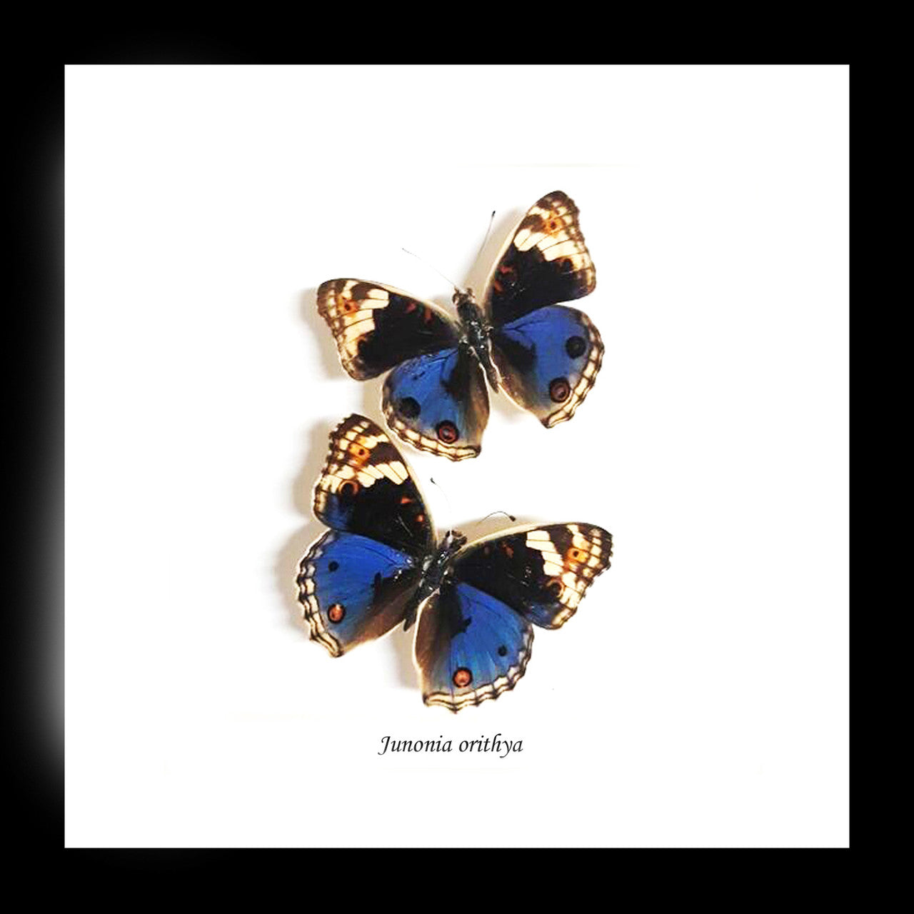 Junonia orithya double label