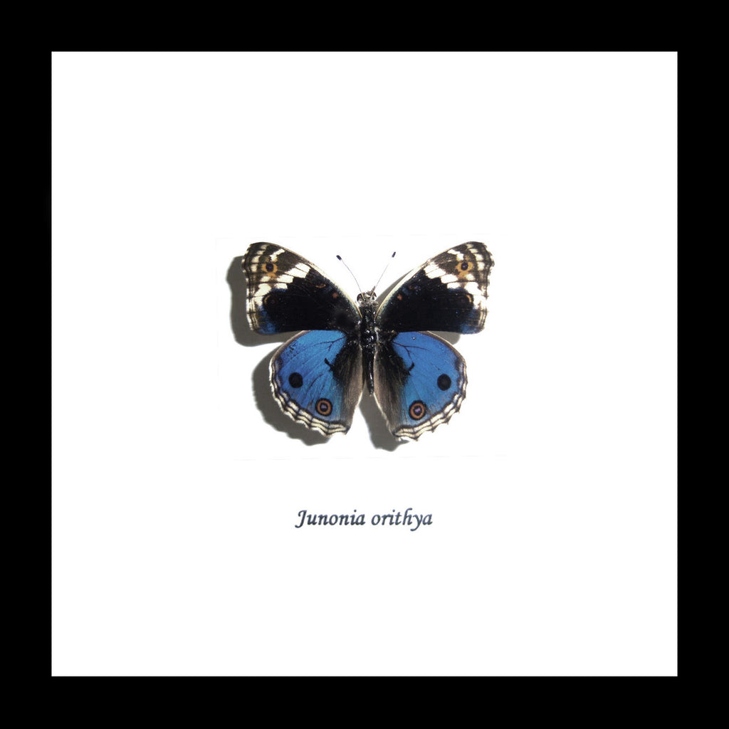 Junonia orithya label # 87 ( special )