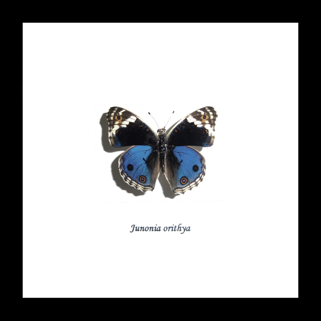 Junonia orithya label # 87 ( special )