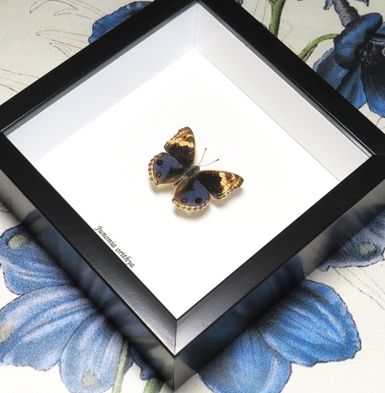 Junonia orithya Bits& Bugs 