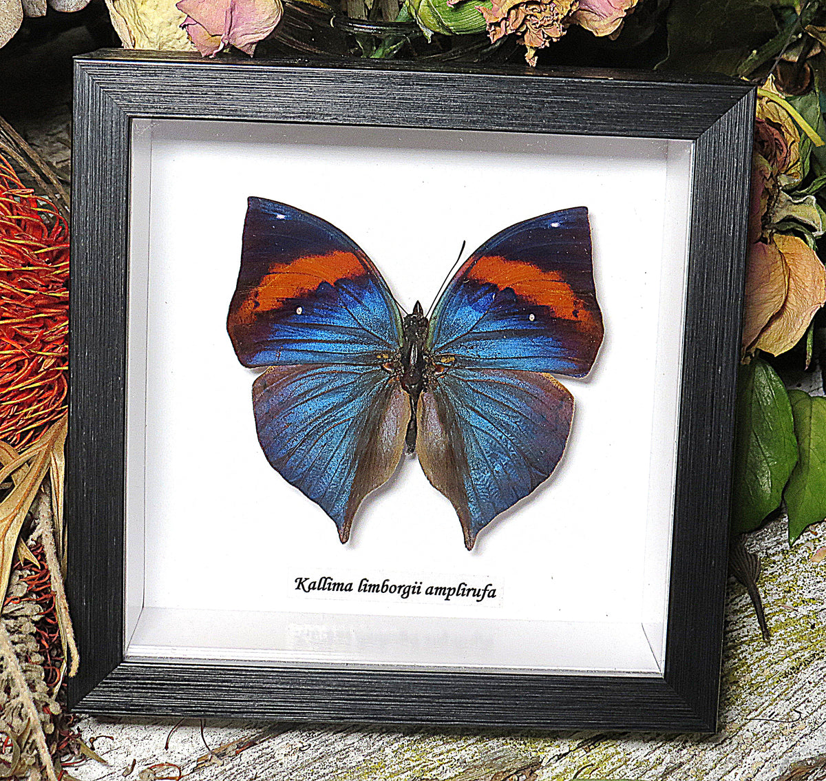 Kallima limborgii amplirufa