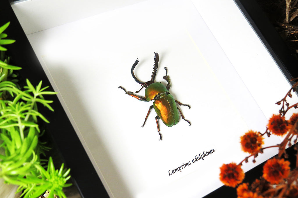 Lamprima adolphinae