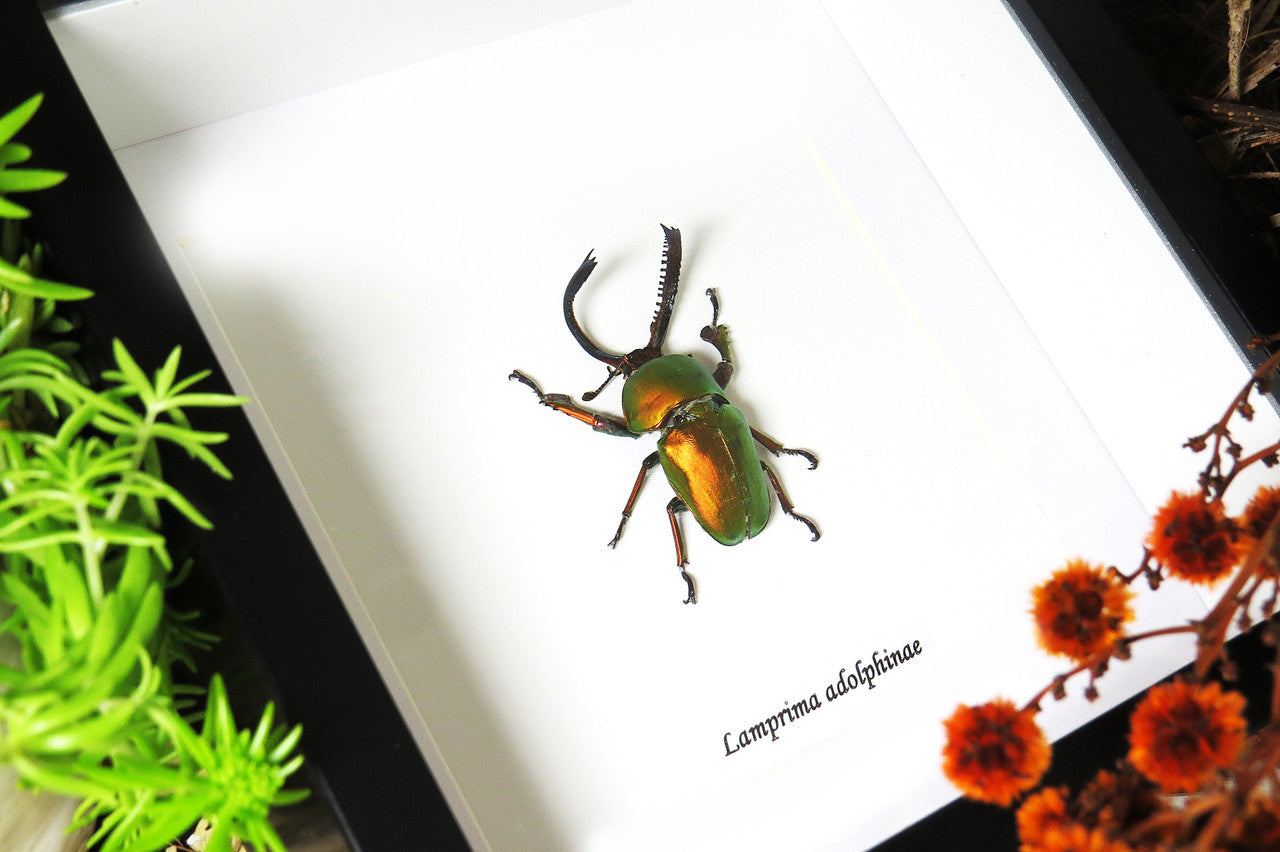 Lamprima adolphinae