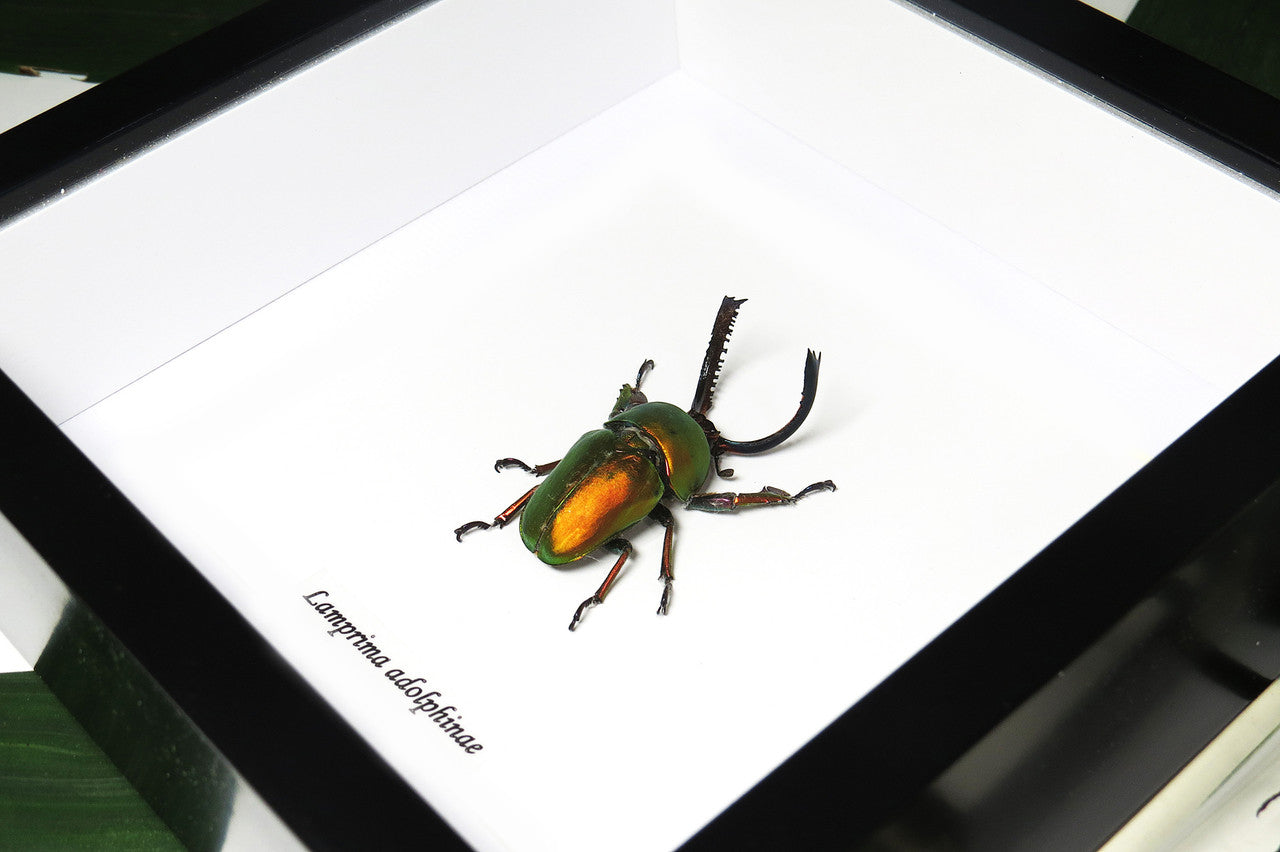 Lamprima adolphinae