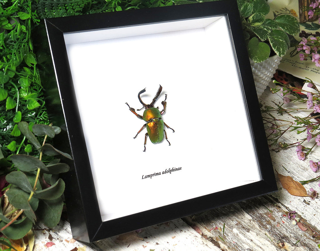 Lamprima adolphinae