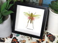 BALG Chondracris rosea 3