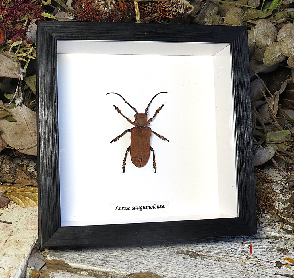 Loesse sanguinolenta