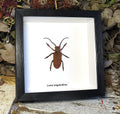 Loesse sanguinolenta