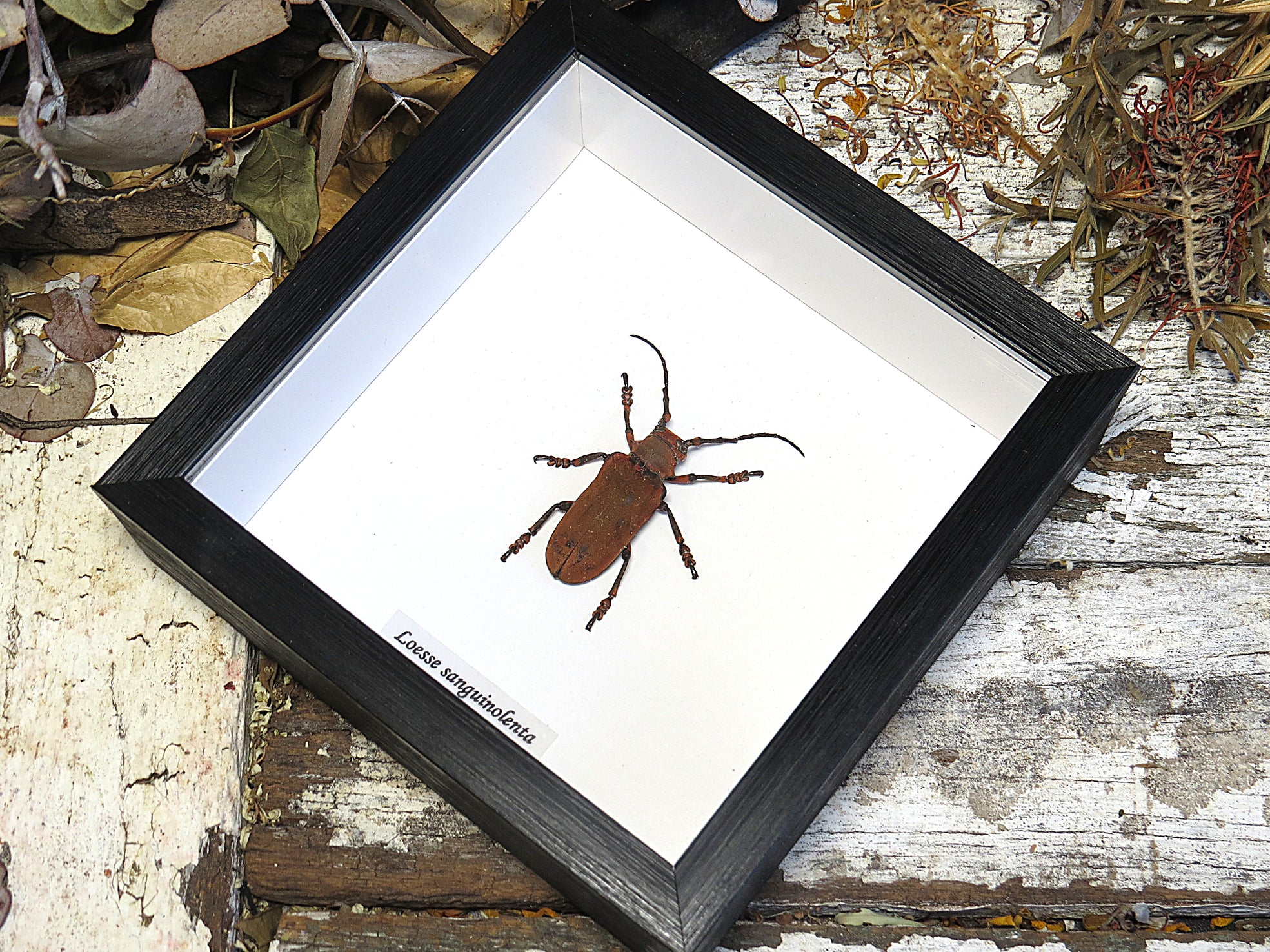 Loesse sanguinolenta