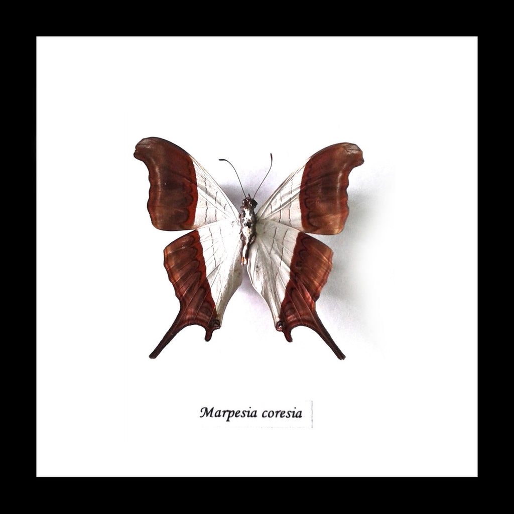 Real butterfly framed Marpesia coresia Bits & Bugs 