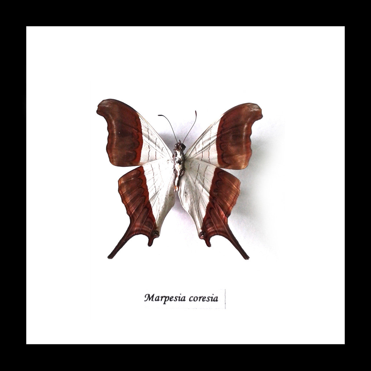 Real butterfly framed Marpesia coresia Bits & Bugs 