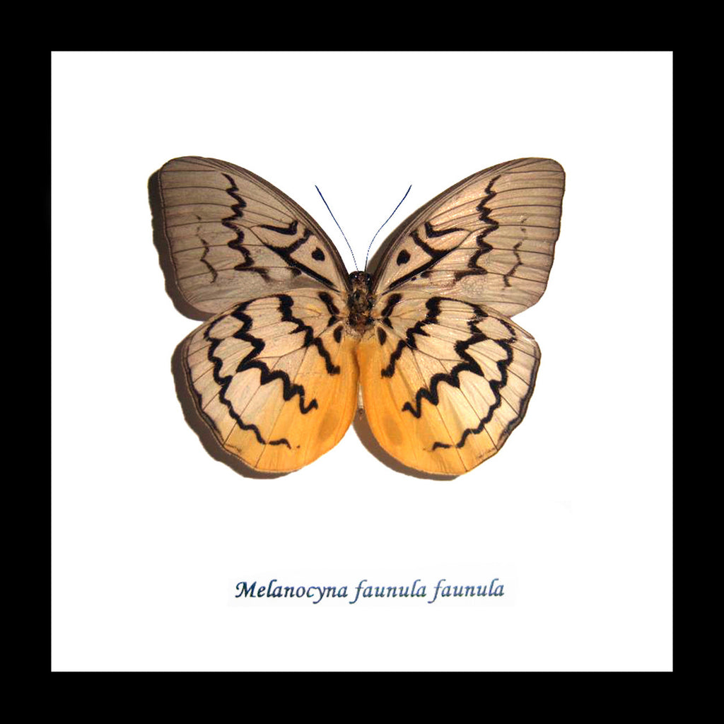 Butterfly framed Melanocyma faunula faunula Bits and Bugs
