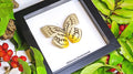 Butterfly framed Melanocyma faunula faunula Bits and Bugs