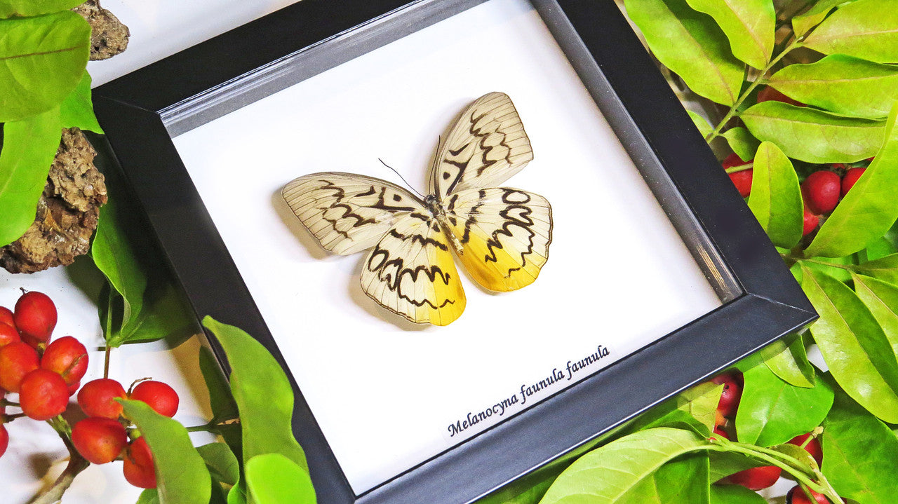 Butterfly framed Melanocyma faunula faunula Bits and Bugs