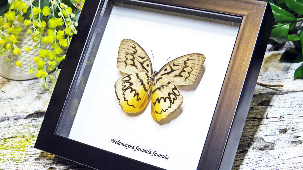 Butterfly framed Melanocyma faunula faunula Bits and Bugs