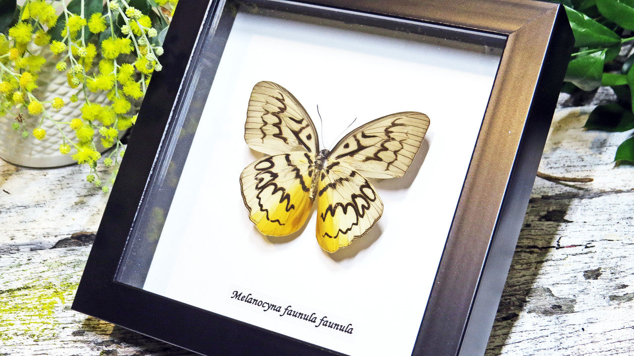 Butterfly framed Melanocyma faunula faunula Bits and Bugs
