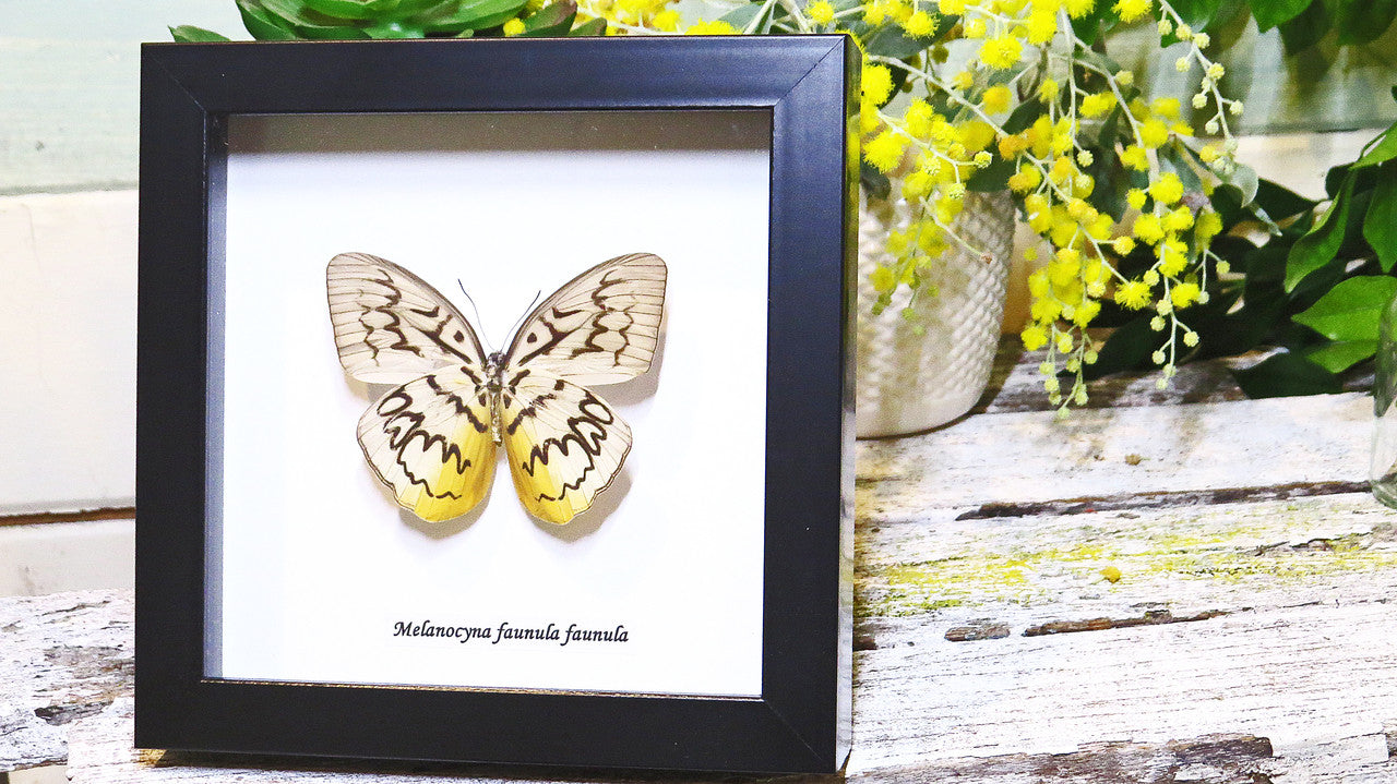 Butterfly framed Melanocyma faunula faunula Bits and Bugs