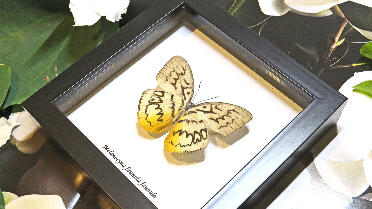 Butterfly framed Melanocyma faunula faunula Bits and Bugs