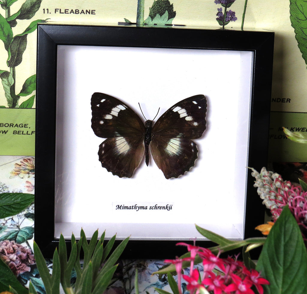 Mimathyma schrencki dorsal ( special )
