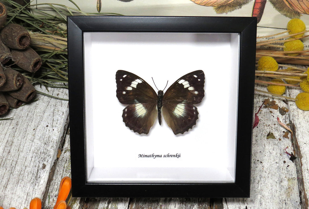 Mimathyma schrencki dorsal ( special )