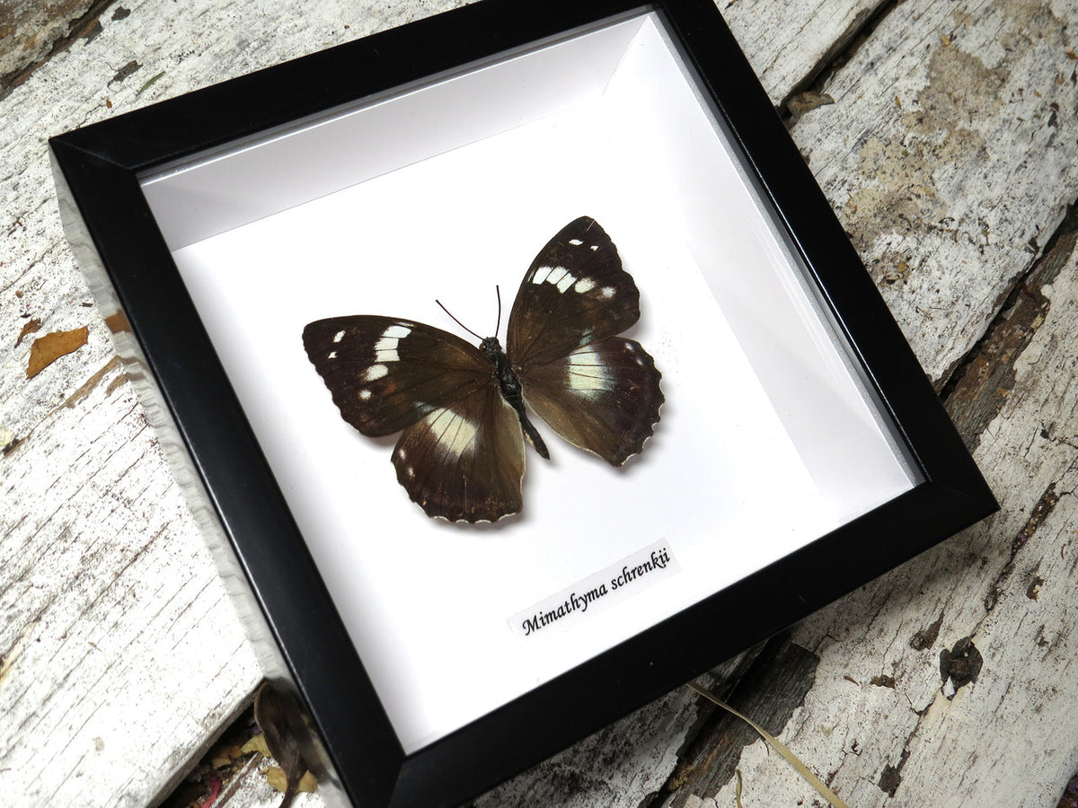 Mimathyma schrencki dorsal ( special )
