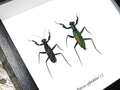Metallyticus splendidus