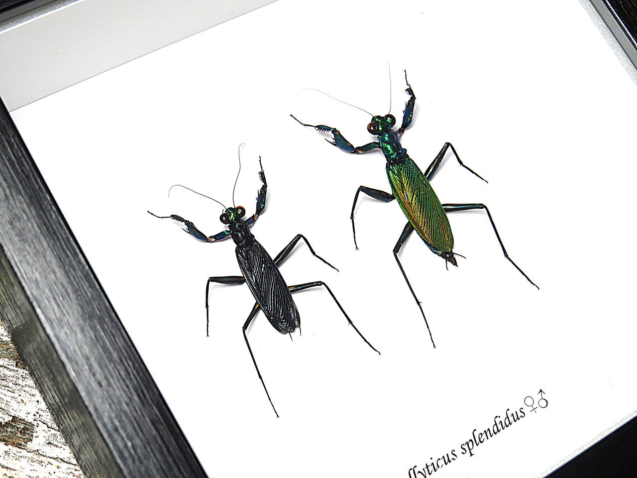 Metallyticus splendidus