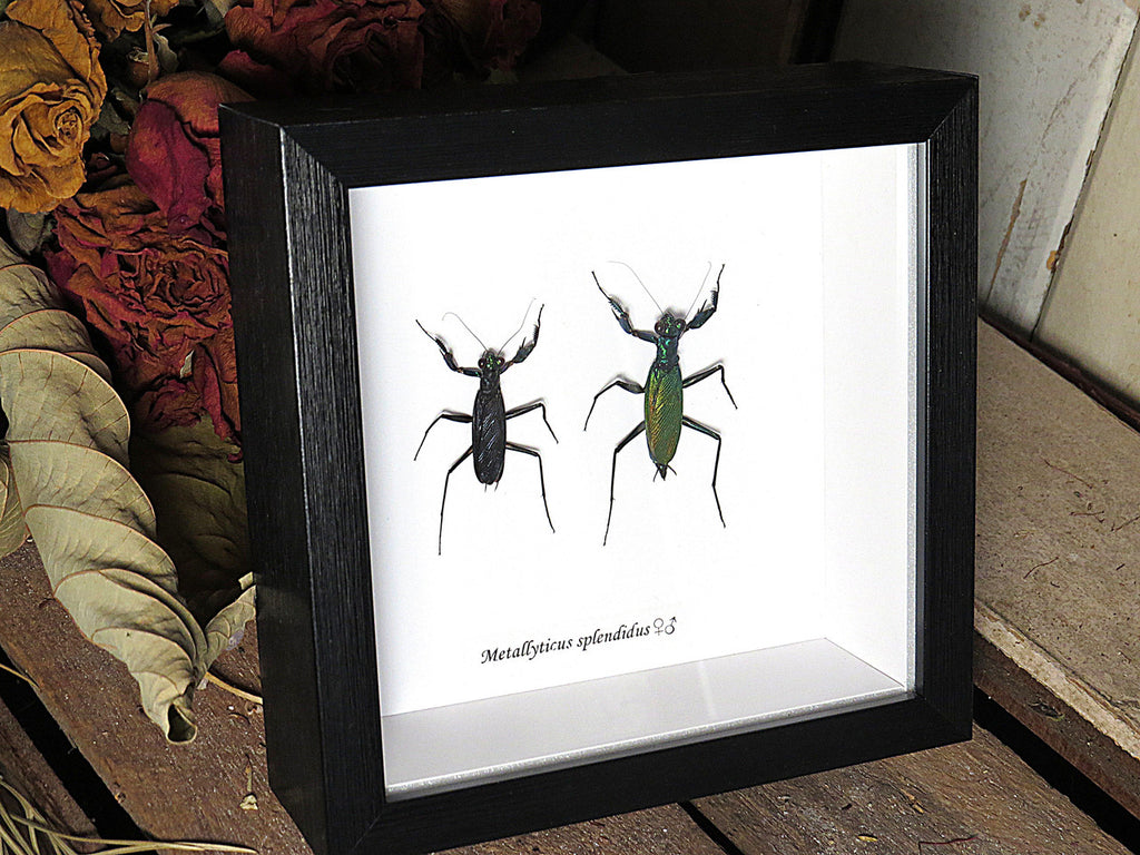 Metallyticus splendidus