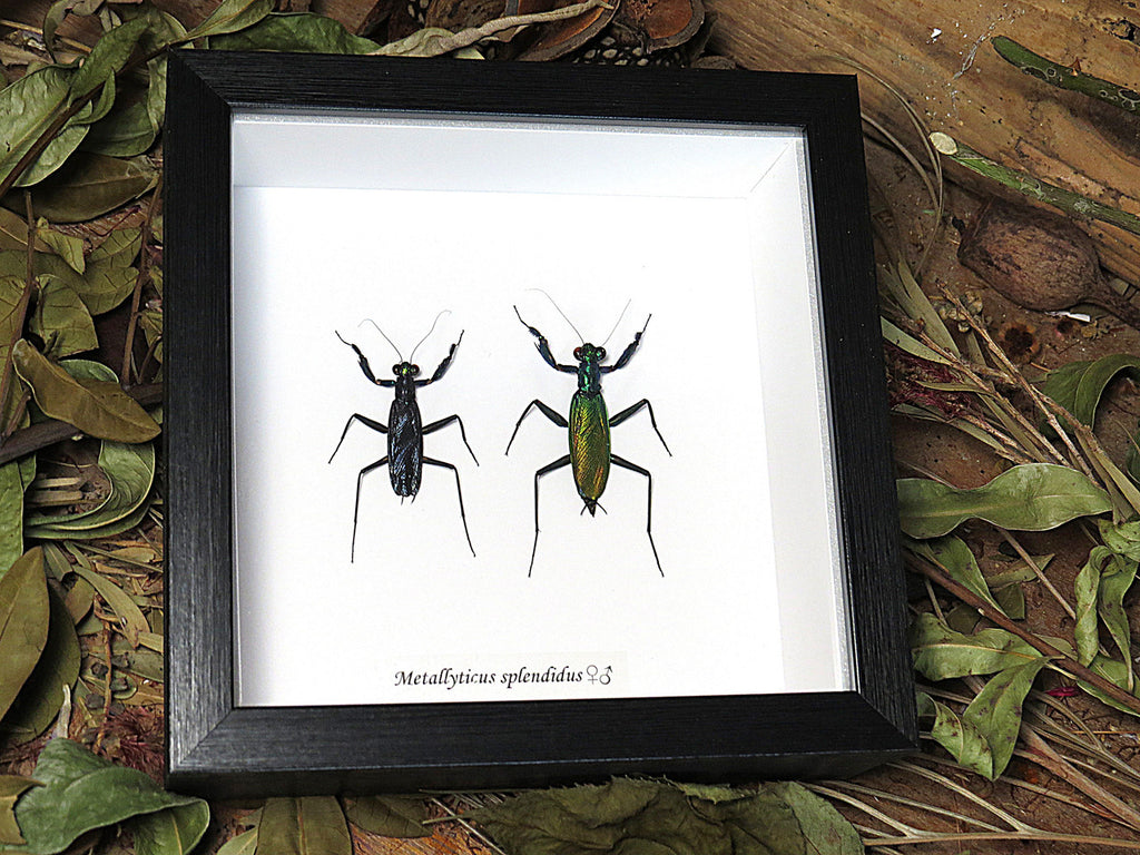 Metallyticus splendidus