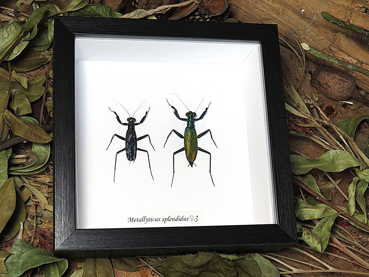 Metallyticus splendidus