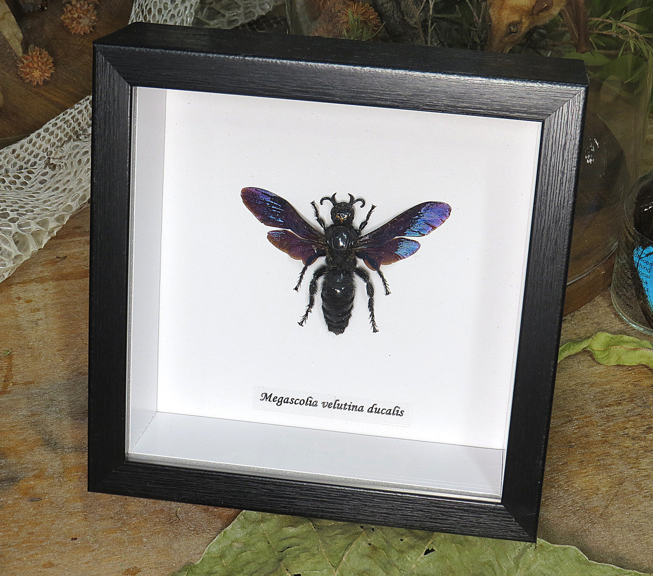 Megascolia velutina ducalis