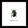 Xmas beetle Anoplognathus aeneus  bugs beetles framed insects  Bits & Bugs