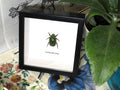 Anoplognathus aeneus Australian Xmas beetle