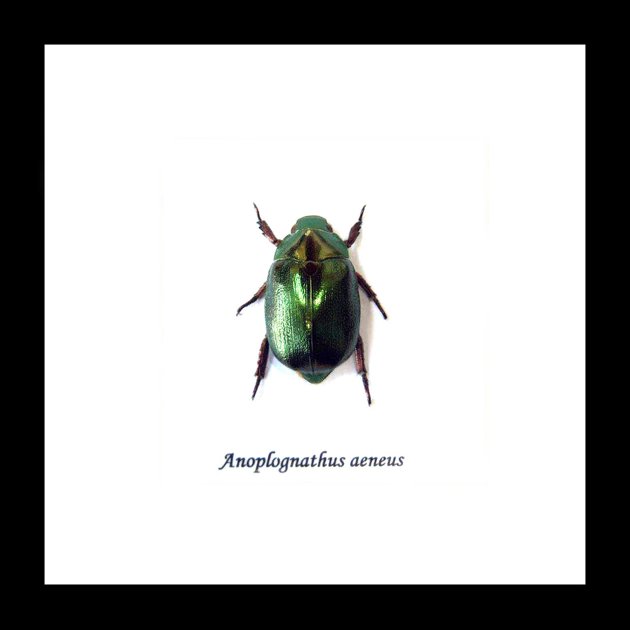 Anoplognathus aeneus Australian Xmas beetle
