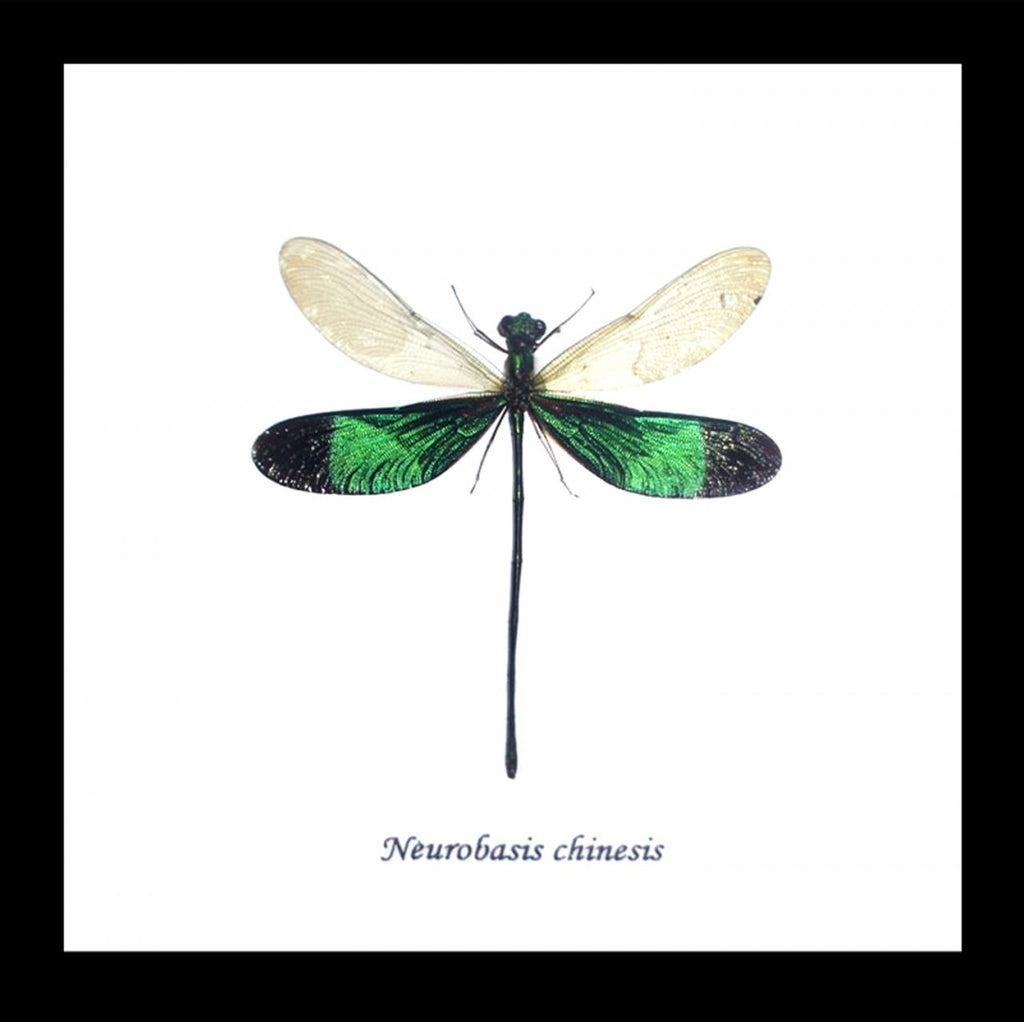 Dragonflies Neurobasis chinensis  Bits and Bugs 